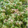 Acer palmatum 'Bi-Hoo'