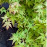 Acer palmatum 'Bi-Hoo'