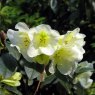 Rhododendron Michael's Pride