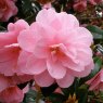 Camellia x williamsii 'Donation'  AGM