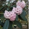 Rhododendron montroseanum