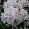 Rhododendron Mount Everest