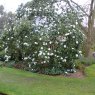 Rhododendron Mount Everest