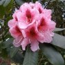 Rhododendron Mrs G.W. Leak