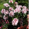 Rhododendron Mrs G.W. Leak