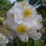Rhododendron Mrs J.G. Millais