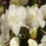 Rhododendron Mulroy Cream