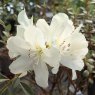 Rhododendron Mulroy Cream