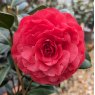 Camellia x williamsii 'Les Jury'  AGM