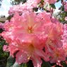 Rhododendron Naselle