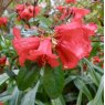 Rhododendron neriiflorum