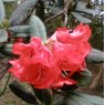 Rhododendron neriiflorum