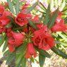 Rhododendron neriiflorum phaedropum KR9308