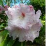 Rhododendron Newcomb's Sweetheart