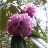 Rhododendron niveum  AGM