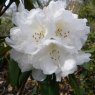 Rhododendron Nobleanum Album