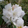Rhododendron Nobleanum Album