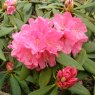 Rhododendron Nobleanum Coccineum