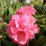 Rhododendron Nobleanum Coccineum