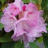 Rhododendron Nobleanum Venustum