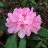 Rhododendron Nobleanum Venustum
