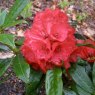 Rhododendron ochraceum C&H 7042  AGM