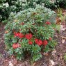 Rhododendron ochraceum C&H 7042  AGM