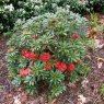 Rhododendron ochraceum C&H 7042  AGM