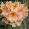 Rhododendron Olga  AGM