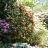 Rhododendron Olga  AGM