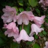Rhododendron orbiculare  AGM