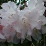 Rhododendron oreodoxa