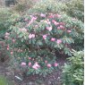 Rhododendron oreodoxa var. fargesii  AGM