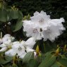 Rhododendron oreodoxa var. fargesii  AGM