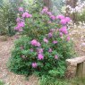Rhododendron oreotrephes 'Pentland'   AGM
