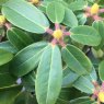 Rhododendron pachytrichum 'Sesame'
