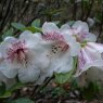 Rhododendron parmulatum  KW 5876