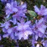 Rhododendron Penheale Blue  AGM