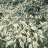 Cornus alternifolia 'Argentea'  AGM