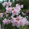 Rhododendron Pink Gin