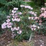 Rhododendron Pink Gin