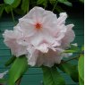 Rhododendron Pink Polar Bear