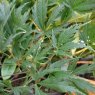 Acer palmatum 'Burgundy Lace'  AGM