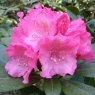 Rhododendron Polaris  AGM