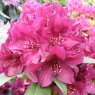 Rhododendron Polarnacht INKARHO