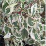 Cornus controversa Variegata  AGM