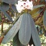 Rhododendron praestans