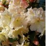 Rhododendron Pridenjoy
