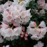 Rhododendron pseudochrysanthum  AGM