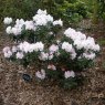 Rhododendron pseudochrysanthum  AGM